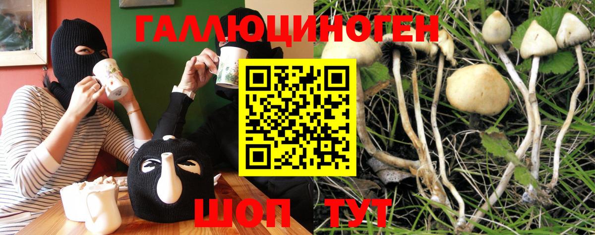 Галлюциногенные грибы Psilocybe Череповец